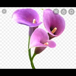 Meet your Posher, Ondie